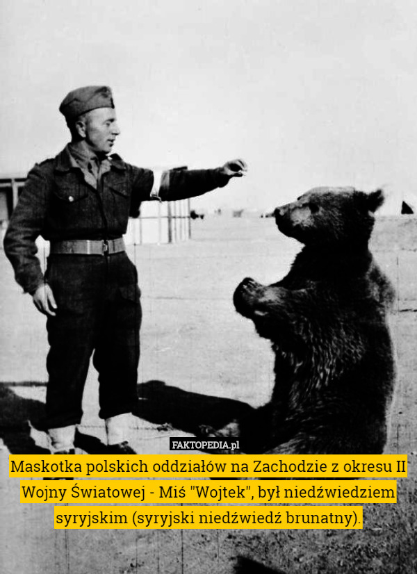 Maskotka polskich oddziałów na Zachodzie z okresu II Wojny Światowej - Miś "Wojtek", był niedźwiedziem syryjskim (syryjski niedźwiedź brunatny). 
