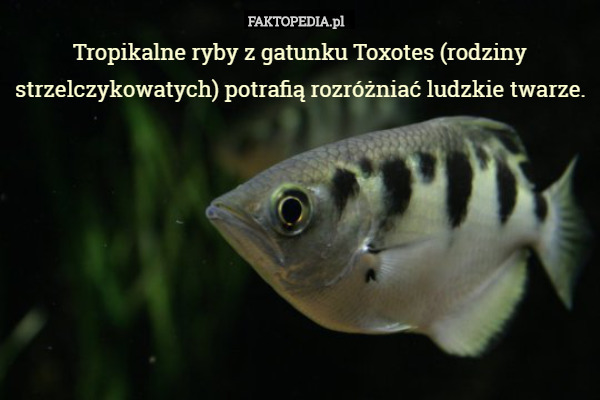 Tropikalne ryby z gatunku Toxotes (rodziny strzelczykowatych) potrafią rozróżniać ludzkie twarze. 