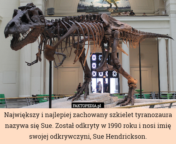 Największy i najlepiej zachowany szkielet tyranozaura nazywa się Sue. Został odkryty w 1990 roku i nosi imię swojej odkrywczyni, Sue Hendrickson. 