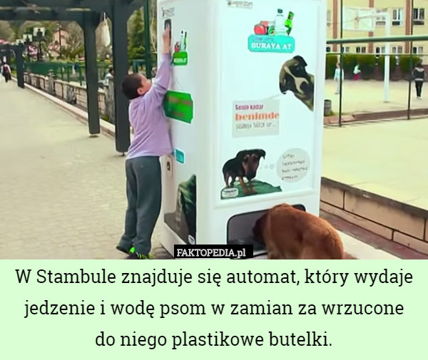 W Stambule znajduje się automat, który wydaje jedzenie i wodę psom w zamian za wrzucone
 do niego plastikowe butelki. 