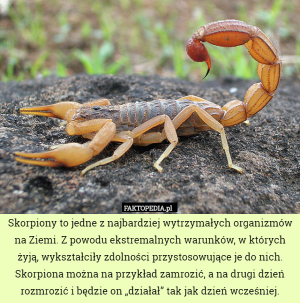 Skorpiony to jedne z najbardziej wytrzymałych organizmów na Ziemi. Z powodu ekstremalnych warunków, w których żyją, wykształciły zdolności przystosowujące je do nich. Skorpiona można na przykład zamrozić, a na drugi dzień rozmrozić i będzie on „działał” tak jak dzień wcześniej. 