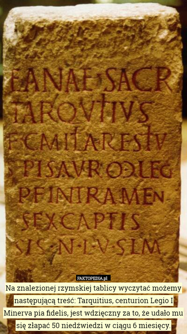 Na znalezionej rzymskiej tablicy wyczytać możemy następującą treść: Tarquitius, centurion Legio I Minerva pia fidelis, jest wdzięczny za to, że udało mu się złapać 50 niedźwiedzi w ciągu 6 miesięcy. 