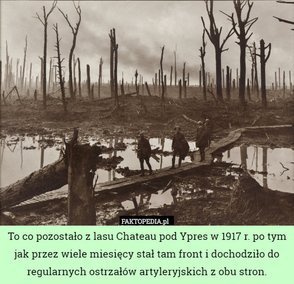 To co pozostało z lasu Chateau pod Ypres w 1917 r. po tym jak przez wiele miesięcy stał tam front i dochodziło do regularnych ostrzałów artyleryjskich z obu stron. 