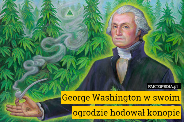 George Washington w swoim
ogrodzie hodował konopie 