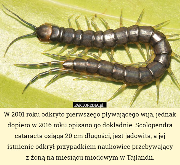 W 2001 roku odkryto pierwszego pływającego wija, jednak dopiero w 2016 roku opisano go dokładnie. Scolopendra cataracta osiąga 20 cm długości, jest jadowita, a jej istnienie odkrył przypadkiem naukowiec przebywający
 z żoną na miesiącu miodowym w Tajlandii. 