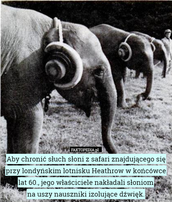 Aby chronić słuch słoni z safari znajdującego się przy londyńskim lotnisku Heathrow w końcówce lat 60., jego właściciele nakładali słoniom
 na uszy nauszniki izolujące dźwięk. 