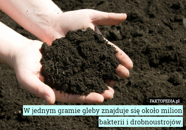 W jednym gramie gleby znajduje się około milion bakterii i drobnoustrojów. 