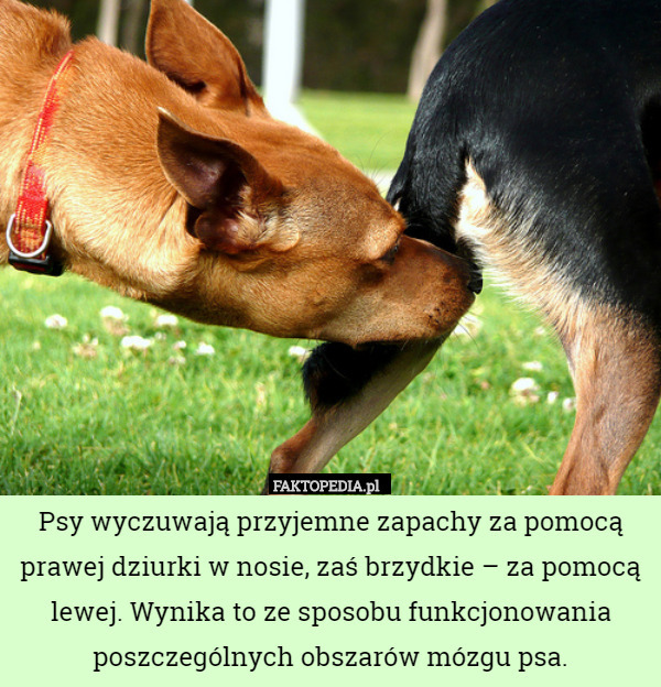 Psy wyczuwają przyjemne zapachy za pomocą prawej dziurki w nosie, zaś brzydkie – za pomocą lewej. Wynika to ze sposobu funkcjonowania poszczególnych obszarów mózgu psa. 