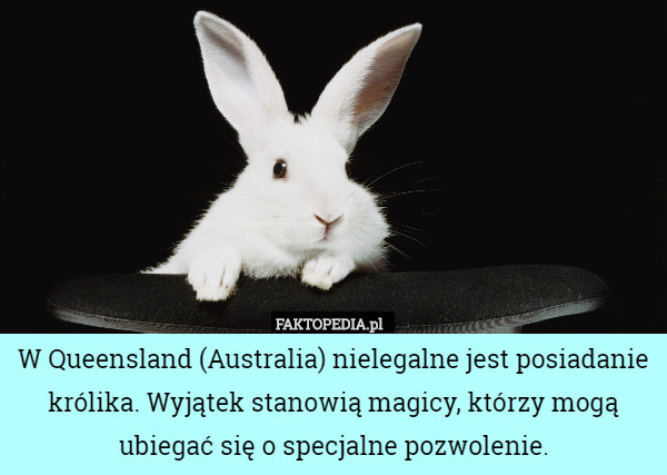 W Queensland (Australia) nielegalne jest posiadanie królika. Wyjątek stanowią magicy, którzy mogą ubiegać się o specjalne pozwolenie. 