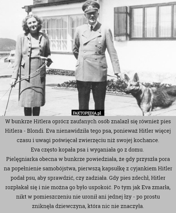 W bunkrze Hitlera oprócz zaufanych osób znalazł się również pies Hitlera - Blondi. Eva nienawidziła tego psa, ponieważ Hitler więcej czasu i uwagi poświęcał zwierzęciu niż swojej kochance.
 Eva często kopała psa i wyganiała go z domu. 
Pielęgniarka obecna w bunkrze powiedziała, że gdy przyszła pora na popełnienie samobójstwa, pierwszą kapsułkę z cyjankiem Hitler podał psu, aby sprawdzić, czy zadziała. Gdy pies zdechł, Hitler rozpłakał się i nie można go było uspokoić. Po tym jak Eva zmarła, nikt w pomieszczeniu nie uronił ani jednej łzy - po prostu
 zniknęła dziewczyna, która nic nie znaczyła. 