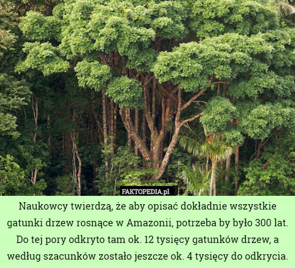 Naukowcy twierdzą, że aby opisać dokładnie wszystkie gatunki drzew rosnące w Amazonii, potrzeba by było 300 lat. Do tej pory odkryto tam ok. 12 tysięcy gatunków drzew, a według szacunków zostało jeszcze ok. 4 tysięcy do odkrycia. 