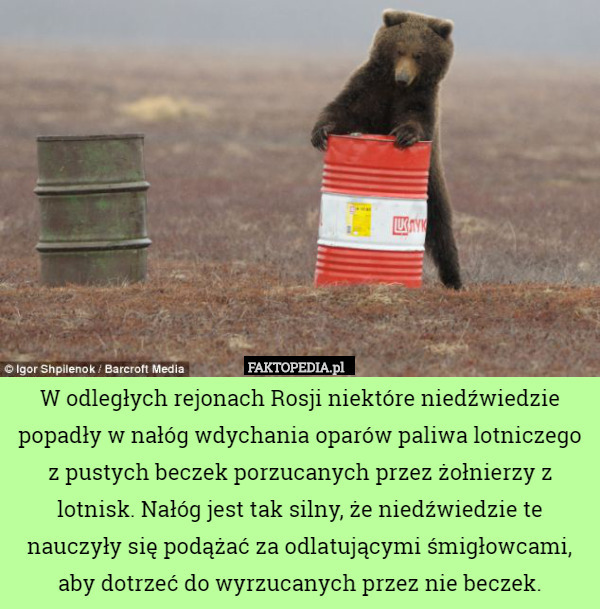 W odległych rejonach Rosji niektóre niedźwiedzie popadły w nałóg wdychania oparów paliwa lotniczego z pustych beczek porzucanych przez żołnierzy z lotnisk. Nałóg jest tak silny, że niedźwiedzie te nauczyły się podążać za odlatującymi śmigłowcami, aby dotrzeć do wyrzucanych przez nie beczek. 