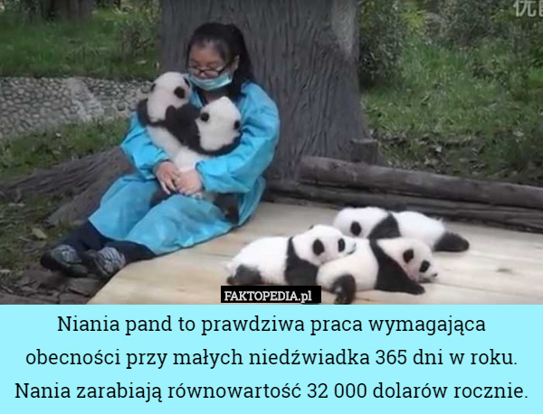 Niania pand to prawdziwa praca wymagająca obecności przy małych niedźwiadka 365 dni w roku. Nania zarabiają równowartość 32 000 dolarów rocznie. 