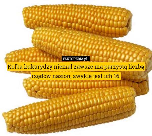 Kolba kukurydzy niemal zawsze ma parzystą liczbę rzędów nasion, zwykle jest ich 16. 