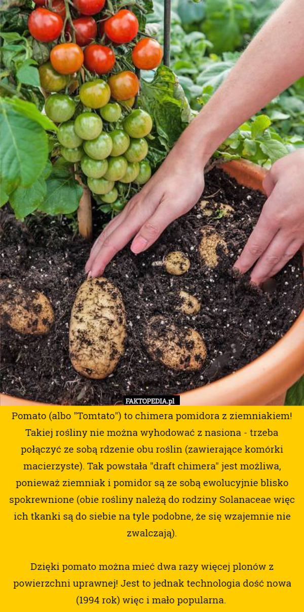 Pomato (albo "Tomtato") to chimera pomidora z ziemniakiem! Takiej rośliny nie można wyhodować z nasiona - trzeba połączyć ze sobą rdzenie obu roślin (zawierające komórki macierzyste). Tak powstała "draft chimera" jest możliwa, ponieważ ziemniak i pomidor są ze sobą ewolucyjnie blisko spokrewnione (obie rośliny należą do rodziny Solanaceae więc ich tkanki są do siebie na tyle podobne, że się wzajemnie nie zwalczają).

Dzięki pomato można mieć dwa razy więcej plonów z powierzchni uprawnej! Jest to jednak technologia dość nowa (1994 rok) więc i mało popularna. 