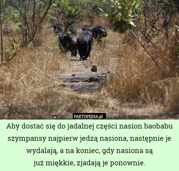 Aby dostać się do jadalnej części nasion baobabu szympansy najpierw jedzą nasiona, następnie je wydalają, a na koniec, gdy nasiona są
 już miękkie, zjadają je ponownie. 