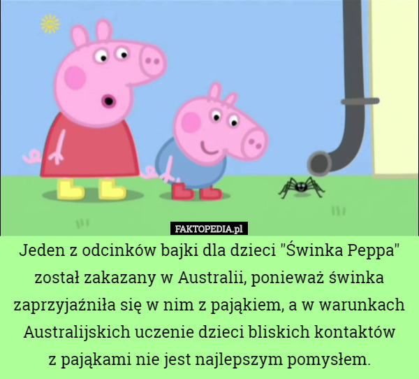 Jeden z odcinków bajki dla dzieci "Świnka Peppa" został zakazany w Australii, ponieważ świnka zaprzyjaźniła się w nim z pająkiem, a w warunkach Australijskich uczenie dzieci bliskich kontaktów
 z pająkami nie jest najlepszym pomysłem. 