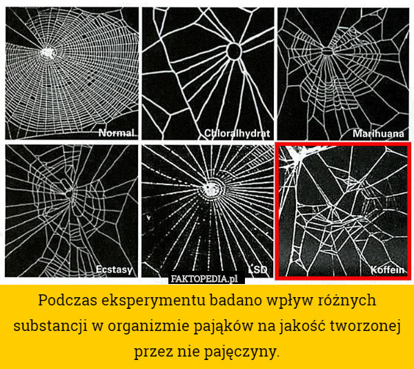 Podczas eksperymentu badano wpływ różnych substancji w organizmie pająków na jakość tworzonej przez nie pajęczyny. 
