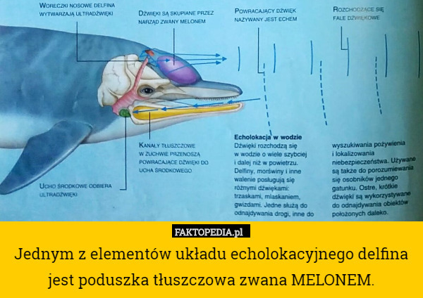 Jednym z elementów układu echolokacyjnego delfina jest poduszka tłuszczowa zwana MELONEM. 