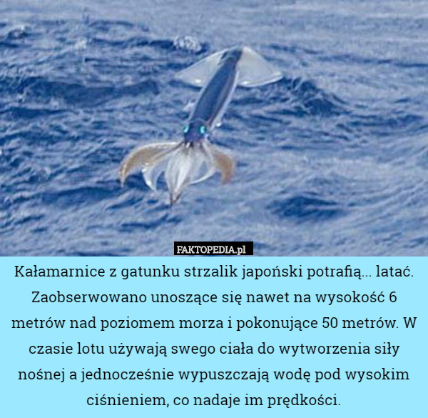 Kałamarnice z gatunku strzalik japoński potrafią... latać. Zaobserwowano unoszące się nawet na wysokość 6 metrów nad poziomem morza i pokonujące 50 metrów. W czasie lotu używają swego ciała do wytworzenia siły nośnej a jednocześnie wypuszczają wodę pod wysokim ciśnieniem, co nadaje im prędkości. 