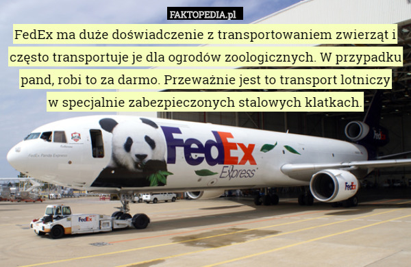 FedEx ma duże doświadczenie z transportowaniem zwierząt i często transportuje je dla ogrodów zoologicznych. W przypadku pand, robi to za darmo. Przeważnie jest to transport lotniczy
 w specjalnie zabezpieczonych stalowych klatkach. 