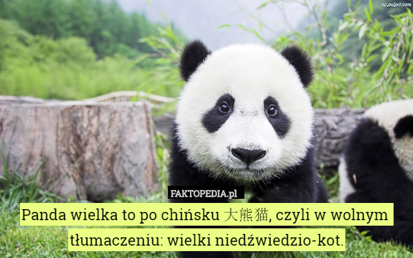 Panda wielka to po chińsku 大熊猫, czyli w wolnym 
tłumaczeniu: wielki niedźwiedzio-kot. 
