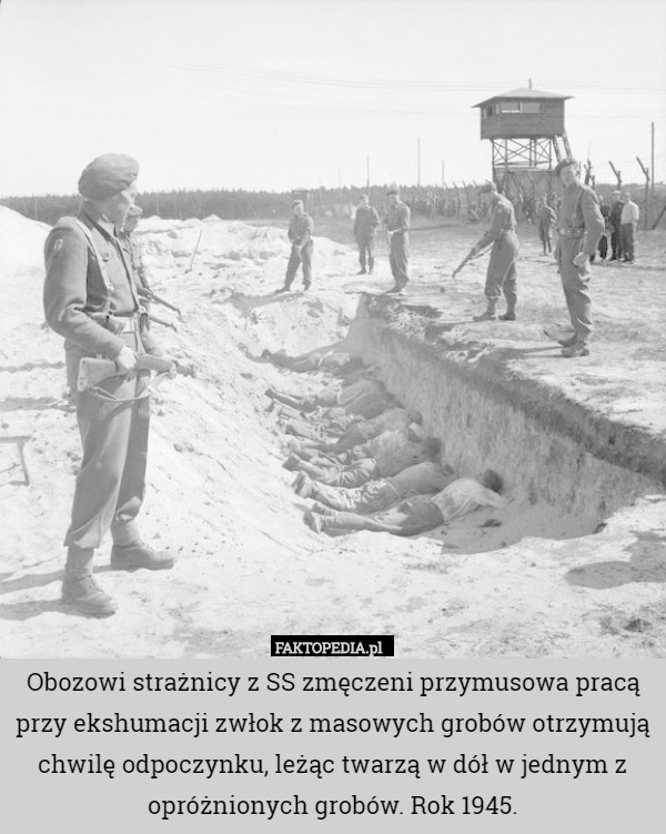 Obozowi strażnicy z SS zmęczeni przymusowa pracą przy ekshumacji zwłok z masowych grobów otrzymują chwilę odpoczynku, leżąc twarzą w dół w jednym z opróżnionych grobów. Rok 1945. 