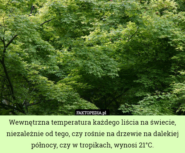 Wewnętrzna temperatura każdego liścia na świecie, niezależnie od tego, czy rośnie na drzewie na dalekiej północy, czy w tropikach, wynosi 21°C. 