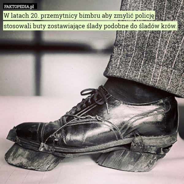W latach 20. przemytnicy bimbru aby zmylić policję stosowali buty zostawiające ślady podobne do śladów krów. 