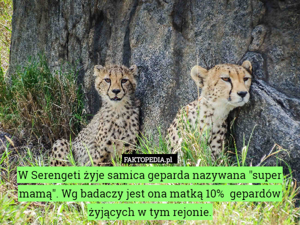 W Serengeti żyje samica geparda nazywana "super mamą". Wg badaczy jest ona matką 10%  gepardów żyjących w tym rejonie. 
