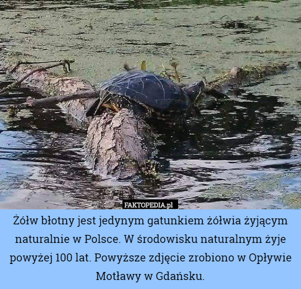 Żółw błotny jest jedynym gatunkiem żółwia żyjącym naturalnie w Polsce. W środowisku naturalnym żyje powyżej 100 lat. Powyższe zdjęcie zrobiono w Opływie Motławy w Gdańsku. 