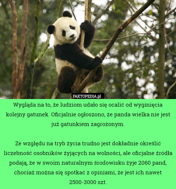 Wygląda na to, że ludziom udało się ocalić od wyginięcia kolejny gatunek. Oficjalnie ogłoszono, że panda wielka nie jest już gatunkiem zagrożonym.

Ze względu na tryb życia trudno jest dokładnie określić liczebność osobników żyjących na wolności, ale oficjalne źródła podają, że w swoim naturalnym środowisku żyje 2060 pand, chociaż można się spotkać z opiniami, że jest ich nawet 2500-3000 szt. 