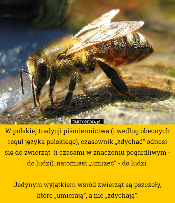 W polskiej tradycji piśmiennictwa (i według obecnych reguł języka polskiego), czasownik „zdychać” odnosi się do zwierząt  (i czasami w znaczeniu pogardliwym - do ludzi), natomiast „umrzeć” - do ludzi.

Jedynym wyjątkiem wśród zwierząt są pszczoły,
 które „umierają”, a nie „zdychają”. 