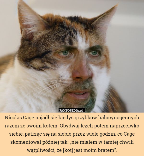 Nicolas Cage najadł się kiedyś grzybków halucynogennych razem ze swoim kotem. Obydwaj leżeli potem naprzeciwko siebie, patrząc się na siebie przez wiele godzin, co Cage skomentował później tak: „nie miałem w tamtej chwili wątpliwości, że [kot] jest moim bratem”. 