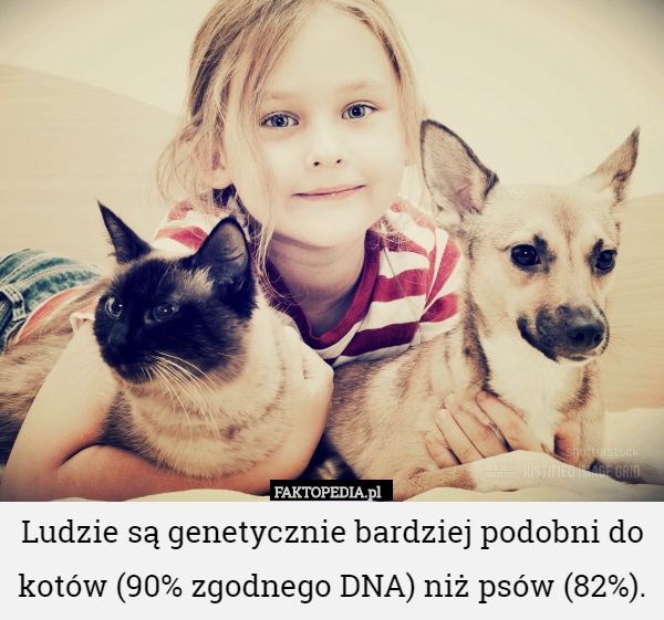 Ludzie są genetycznie bardziej podobni do kotów (90% zgodnego DNA) niż psów (82%). 