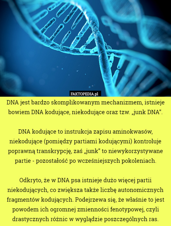DNA jest bardzo skomplikowanym mechanizmem, istnieje bowiem DNA kodujące, niekodujące oraz tzw. „junk DNA”.

DNA kodujące to instrukcja zapisu aminokwasów, niekodujące (pomiędzy partiami kodującymi) kontroluje poprawną transkrypcję, zaś „junk” to niewykorzystywane partie - pozostałość po wcześniejszych pokoleniach.

Odkryto, że w DNA psa istnieje dużo więcej partii niekodujących, co zwiększa także liczbę autonomicznych fragmentów kodujących. Podejrzewa się, że właśnie to jest powodem ich ogromnej zmienności fenotypowej, czyli drastycznych różnic w wyglądzie poszczególnych ras. 
