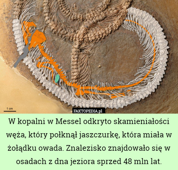 W kopalni w Messel odkryto skamieniałości węża, który połknął jaszczurkę, która miała w żołądku owada. Znalezisko znajdowało się w osadach z dna jeziora sprzed 48 mln lat. 