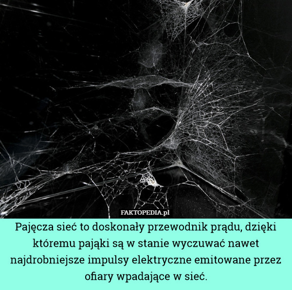 Pajęcza sieć to doskonały przewodnik prądu, dzięki któremu pająki są w stanie wyczuwać nawet najdrobniejsze impulsy elektryczne emitowane przez ofiary wpadające w sieć. 