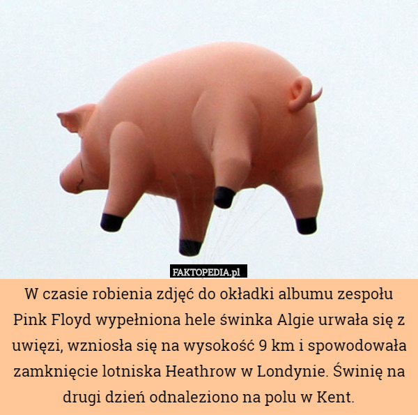 W czasie robienia zdjęć do okładki albumu zespołu Pink Floyd wypełniona hele świnka Algie urwała się z uwięzi, wzniosła się na wysokość 9 km i spowodowała zamknięcie lotniska Heathrow w Londynie. Świnię na drugi dzień odnaleziono na polu w Kent. 