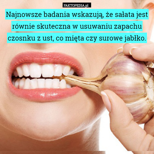 Najnowsze badania wskazują, że sałata jest równie skuteczna w usuwaniu zapachu czosnku z ust, co mięta czy surowe jabłko. 
