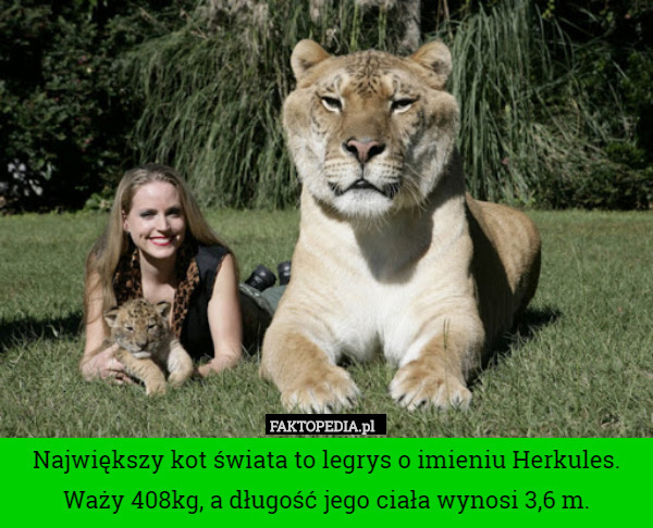 Największy kot świata to legrys o imieniu Herkules. Waży 408kg, a długość jego ciała wynosi 3,6 m. 