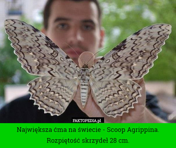 Największa ćma na świecie - Scoop Agrippina. Rozpiętość skrzydeł 28 cm. 