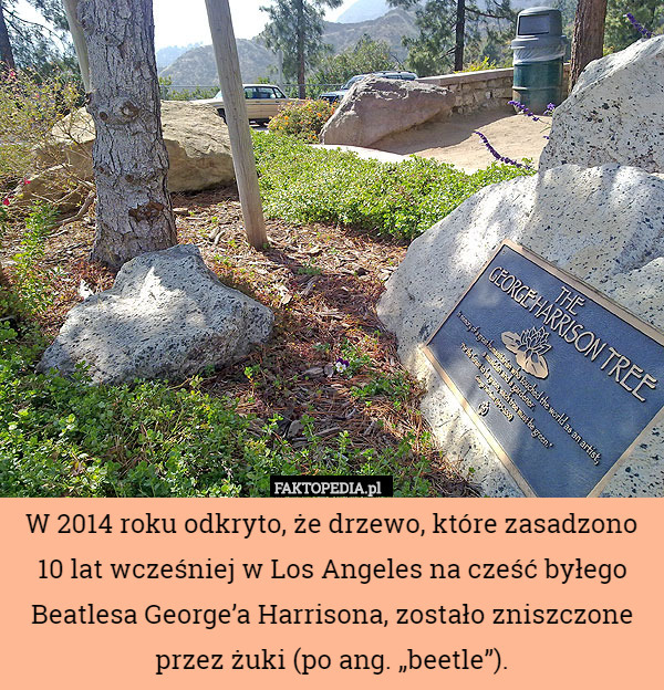 W 2014 roku odkryto, że drzewo, które zasadzono 10 lat wcześniej w Los Angeles na cześć byłego Beatlesa George’a Harrisona, zostało zniszczone przez żuki (po ang. „beetle”). 