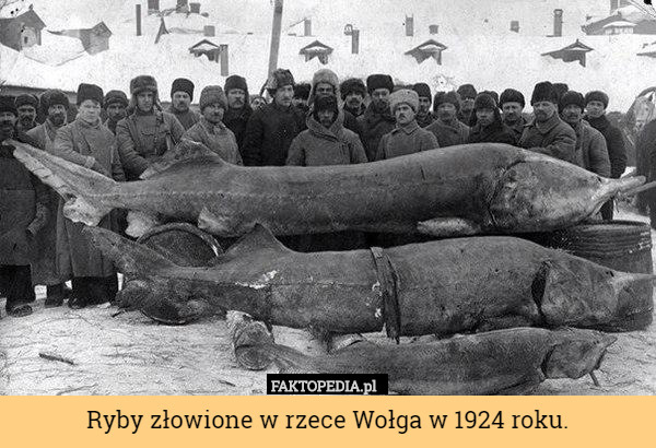 Ryby złowione w rzece Wołga w 1924 roku. 