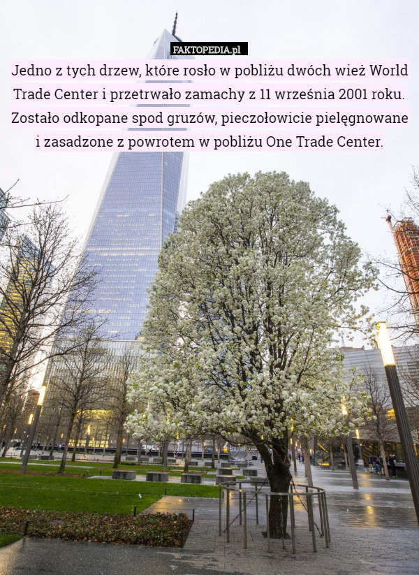 Jedno z tych drzew, które rosło w pobliżu dwóch wież World Trade Center i przetrwało zamachy z 11 września 2001 roku. Zostało odkopane spod gruzów, pieczołowicie pielęgnowane i zasadzone z powrotem w pobliżu One Trade Center. 