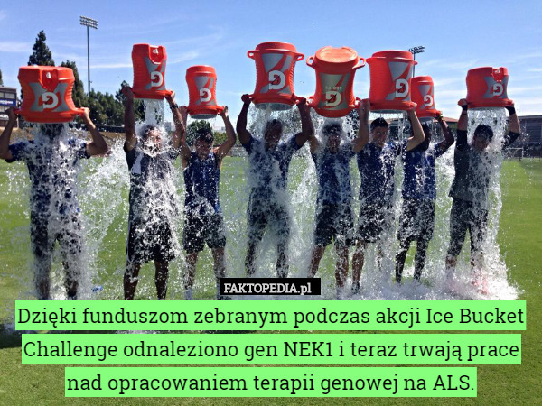 Dzięki funduszom zebranym podczas akcji Ice Bucket Challenge odnaleziono gen NEK1 i teraz trwają prace nad opracowaniem terapii genowej na ALS. 