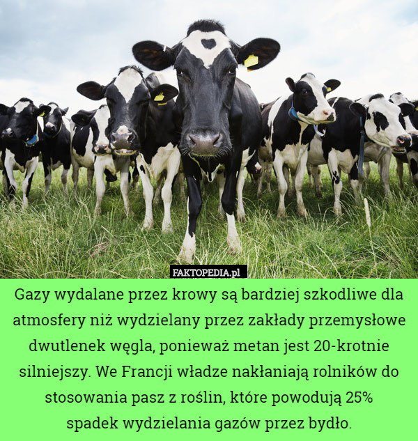 Gazy wydalane przez krowy są bardziej szkodliwe dla atmosfery niż wydzielany przez zakłady przemysłowe dwutlenek węgla, ponieważ metan jest 20-krotnie silniejszy. We Francji władze nakłaniają rolników do stosowania pasz z roślin, które powodują 25%
 spadek wydzielania gazów przez bydło. 