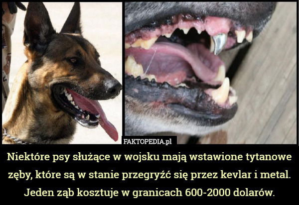 Niektóre psy służące w wojsku mają wstawione tytanowe zęby, które są w stanie przegryźć się przez kevlar i metal. Jeden ząb kosztuje w granicach 600-2000 dolarów. 
