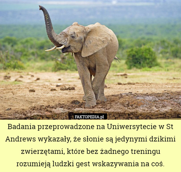 Badania przeprowadzone na Uniwersytecie w St Andrews wykazały, że słonie są jedynymi dzikimi zwierzętami, które bez żadnego treningu rozumieją ludzki gest wskazywania na coś. 