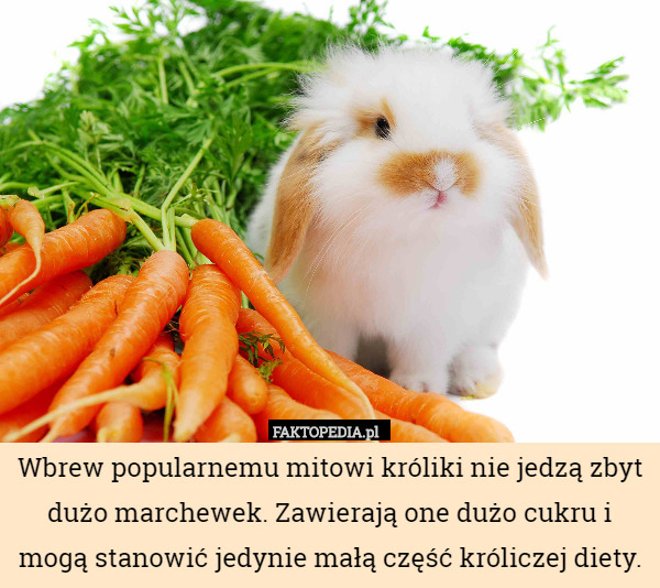 Wbrew popularnemu mitowi króliki nie jedzą zbyt dużo marchewek. Zawierają one dużo cukru i mogą stanowić jedynie małą część króliczej diety. 